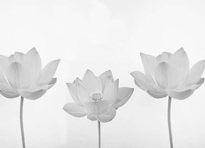 Wallpapers Tenderness lotus - Фото 4