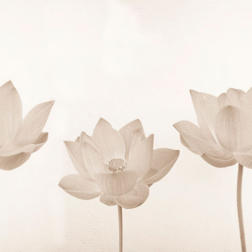Wallpapers Tenderness lotus