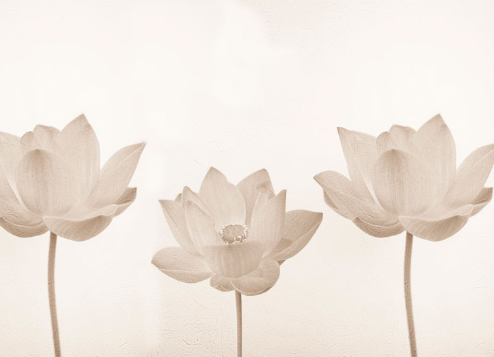 Wallpapers Tenderness lotus - Фото 3