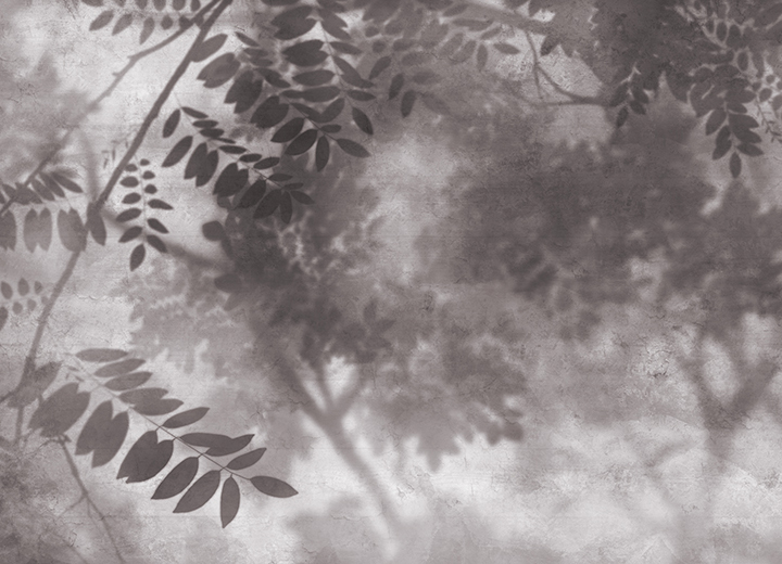 Wallpapers Leaf shadows - Фото 3