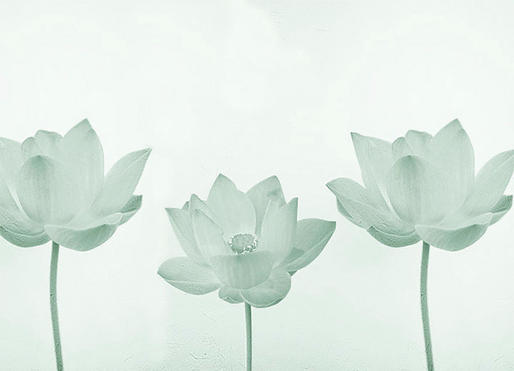 Wallpapers Tenderness lotus - Фото 5